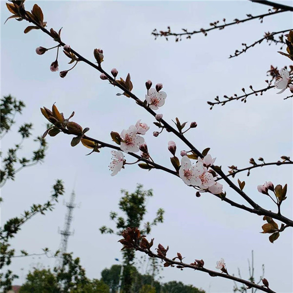 微信图片_20200309140859.jpg